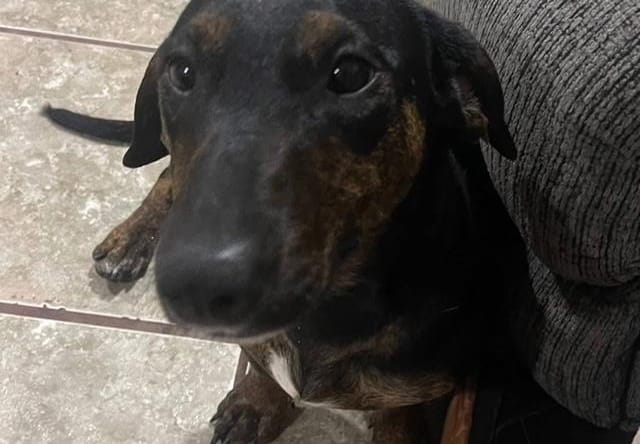 Daisy - So Ca - Dachshund
