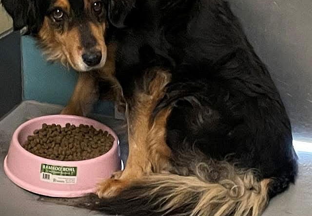 RIV 4 - Hatch - Shepherd