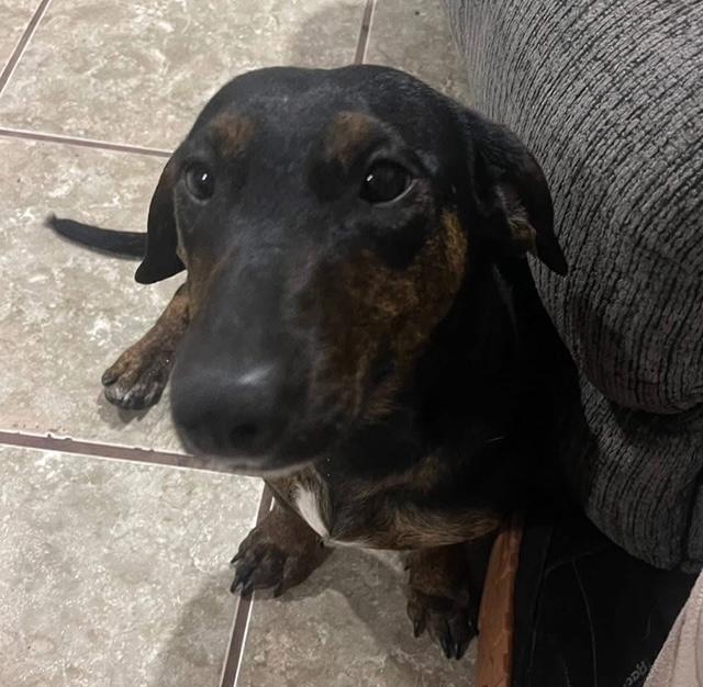 Daisy  -  So Ca - Dachshund