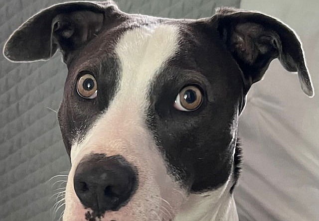 Blue - (Courtesy Post) Foster or Adopt Me! - American Staffordshire Terrier
