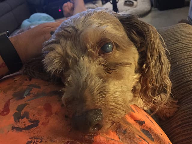 a blind dog