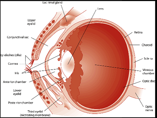 dog’s eye structure