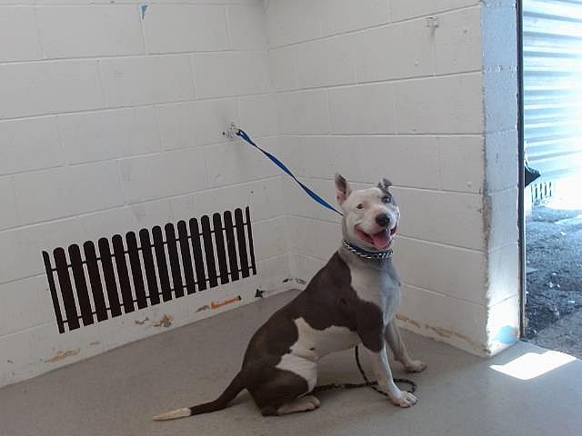 Abandoned Pitbull Left on Highway in Wire Crate Greets Rescuer with Sweetest Gesture