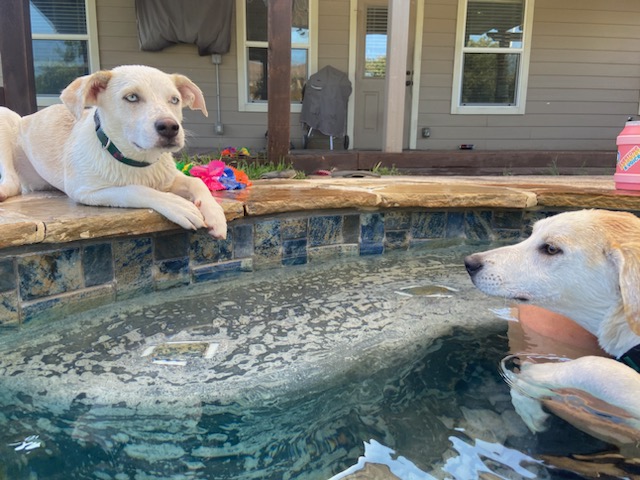 Betty Blue Eyes & Beau are up for Adoption