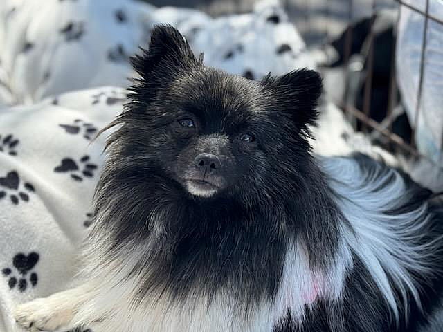 Oreo - Pomeranian
