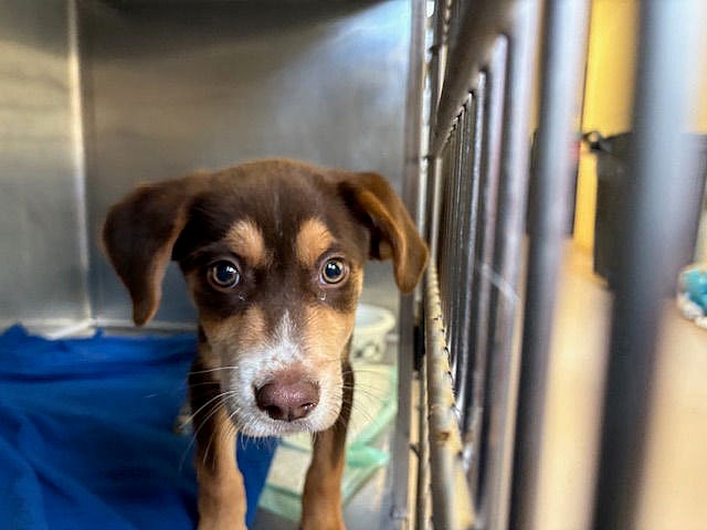 LIL YACHTY - Australian Shepherd