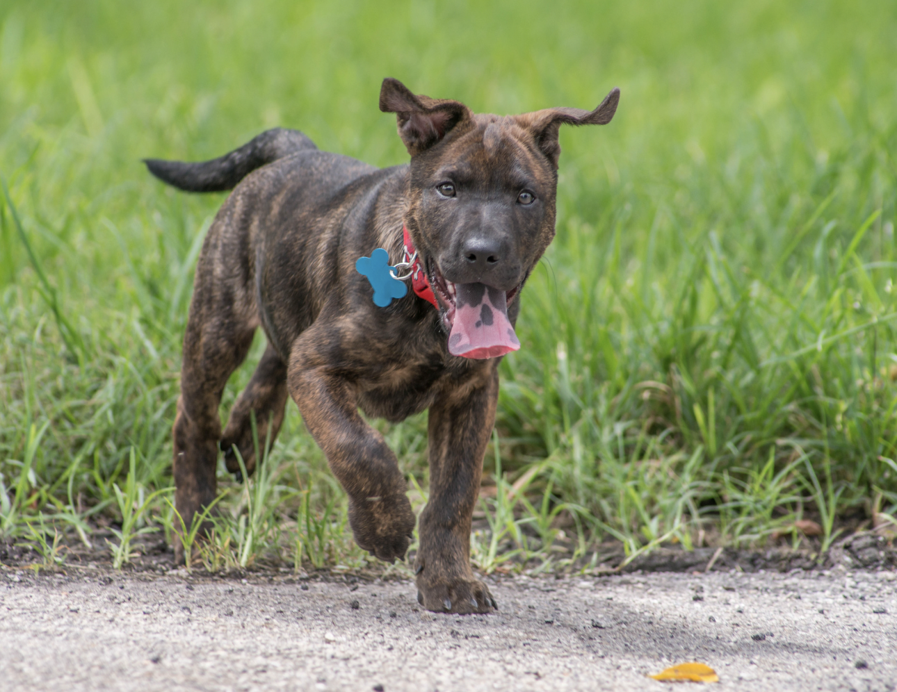 Brindle Dog Names