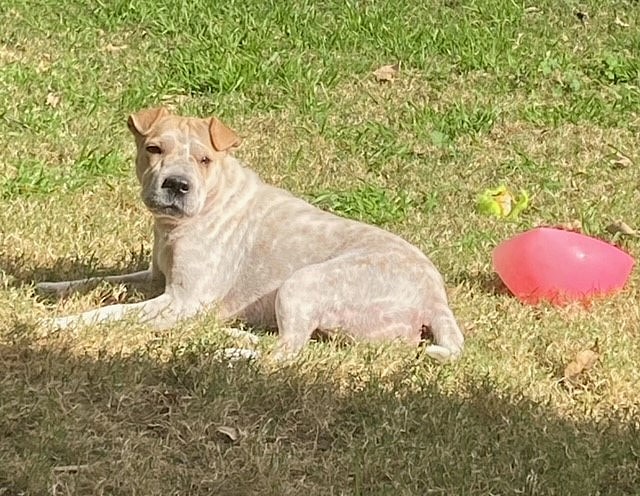 Brave Mama Dog and Babies Survive Hoarding and Car Crash on the Road to Adoption