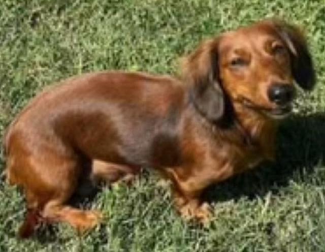 Ava -  Bonded With Opie  -  So Ca