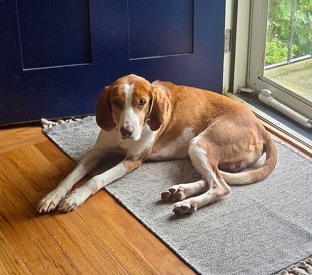 Pistachio - Handsome Hound! - Hound