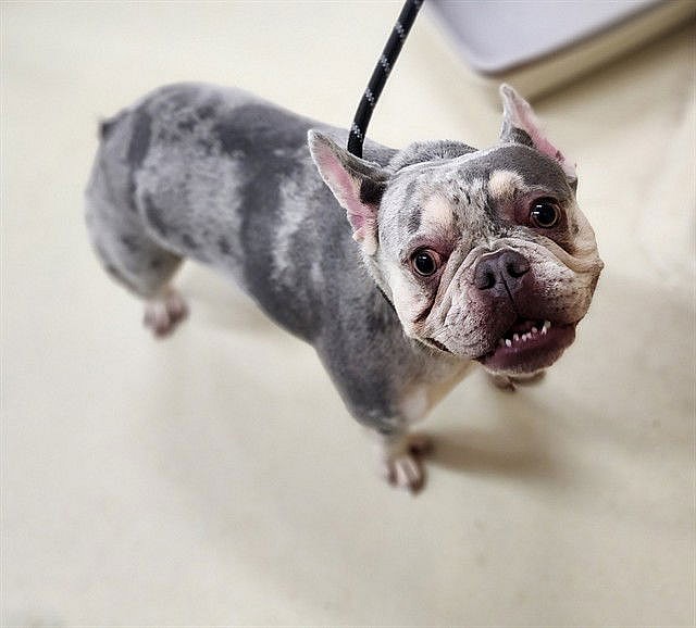 48339 - Coconut - French Bulldog