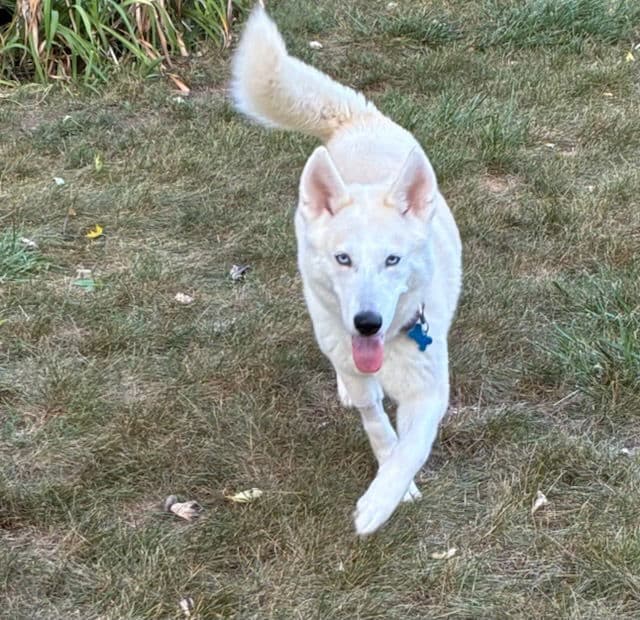 Elsa 25 - Husky