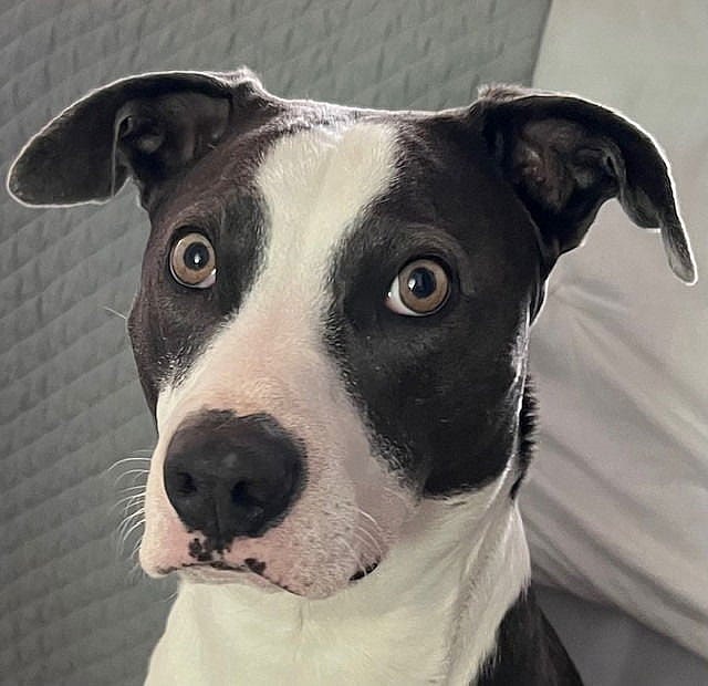 Blue - (Courtesy Post) Foster or Adopt Me! - American Staffordshire Terrier