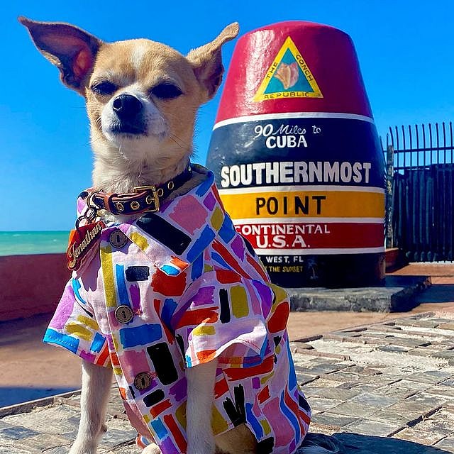 Jonathan is the world's best traveled rescue dog. In Key West Florida