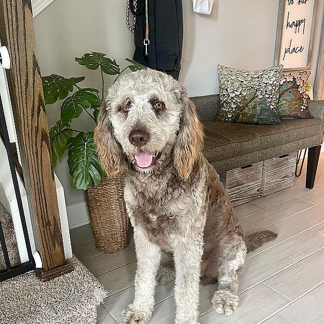 Vino the Newfiedoodle