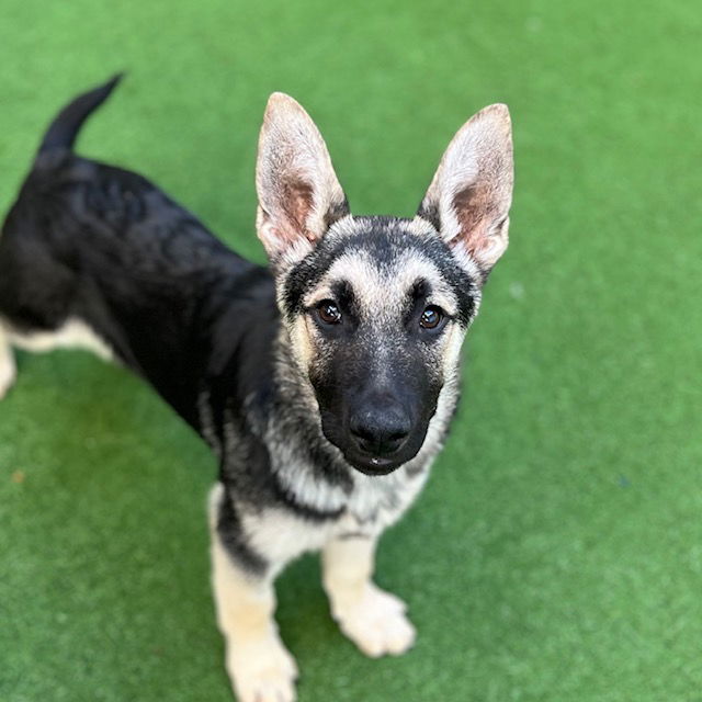 Puppies, Large Breed!