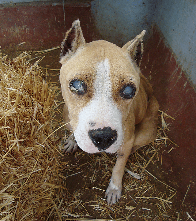 brown blind dog with mucus-like discharge from the eye