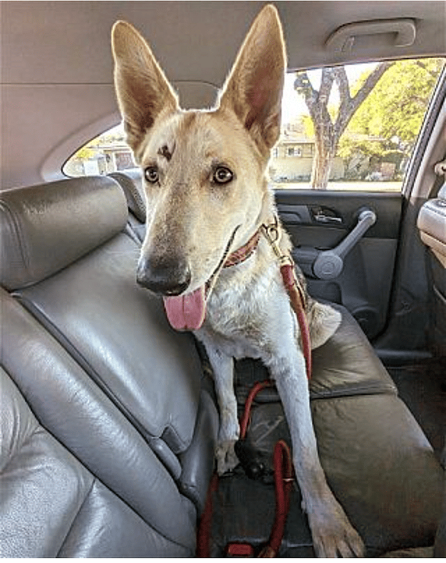 dog up for adoption: Abandoned Street Dog Finally Finds Love Thanks to a Foster Mom and Some Chicken