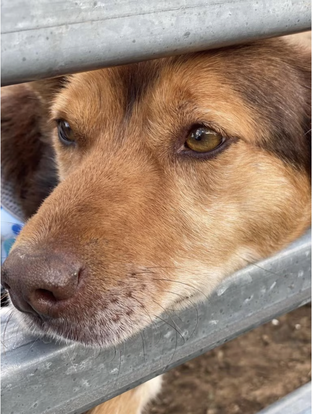 Injured Farm Dog Goes Viral On TikTok As He Herds Sheep In His Wheelchair