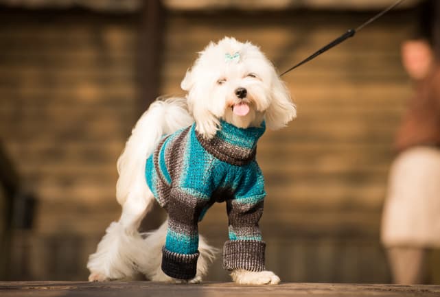 Fashion-Inspired Designer Dog Names