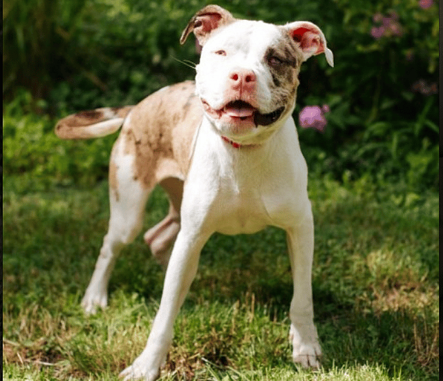 Breeder's Mistake Leads to Most Gorgeous Pit Bull You've Ever Seen—But at What Cost?
