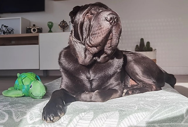 Shar Pei Coat Colors