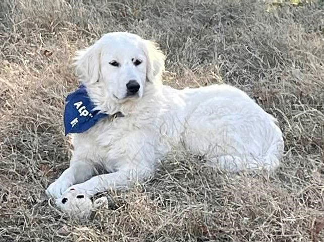 Rosemary - Great Pyrenees