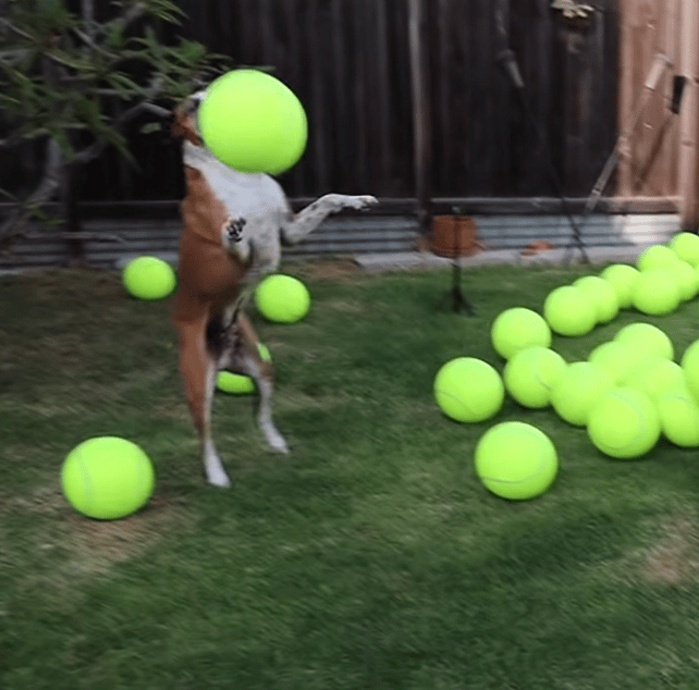 Man fills yard with 100 giant balls to celebrate his Boxer''s cancer-free victory