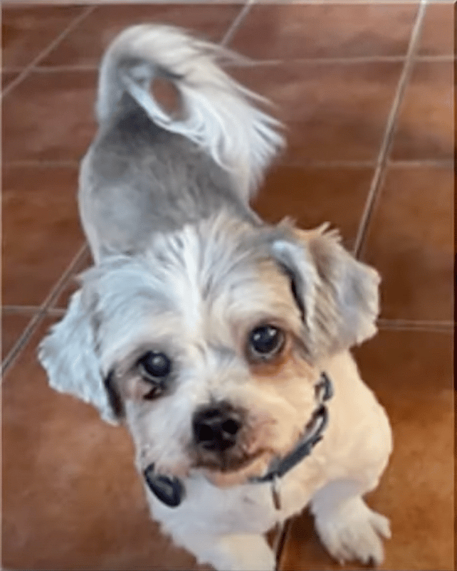 Stray Dog Rescued With Five Pounds of Matted Fur Wins $10,000 in Makeover Contest