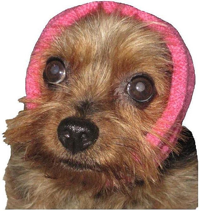 best Noise-Cancelling Headphones for dogs