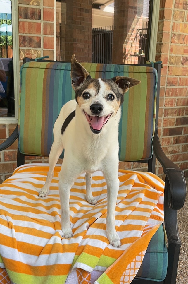 Signs From Beyond? Grieving Family Stunned New Dog Mimics Previous Pup’s Quirks: 13-year-old Jack Russell terrier Tex
