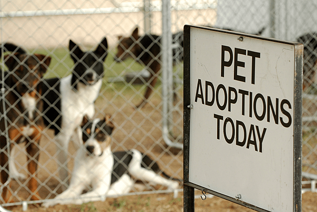 National Adopt a Shelter Pet Day
