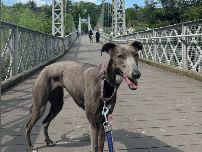 Lurcher Dogs