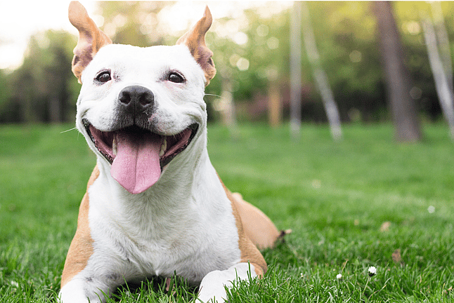 A happy pitbull in a park