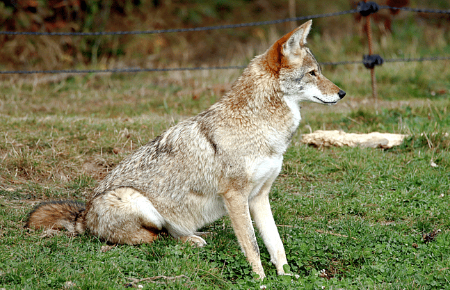 coyote