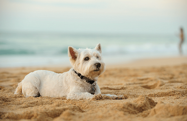 dog at beach
