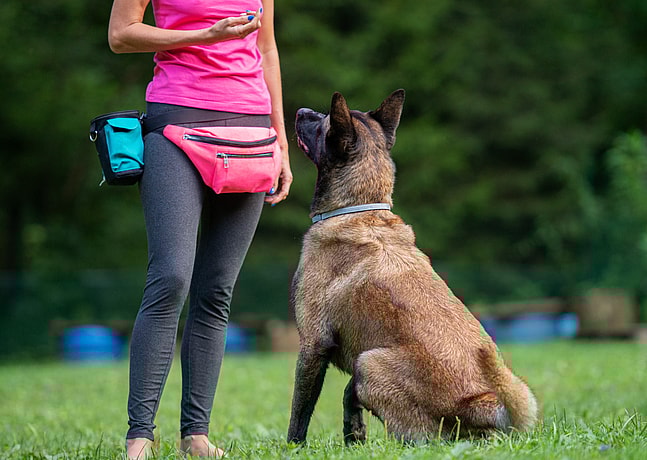 Hold Periods For Pets At the Shelter