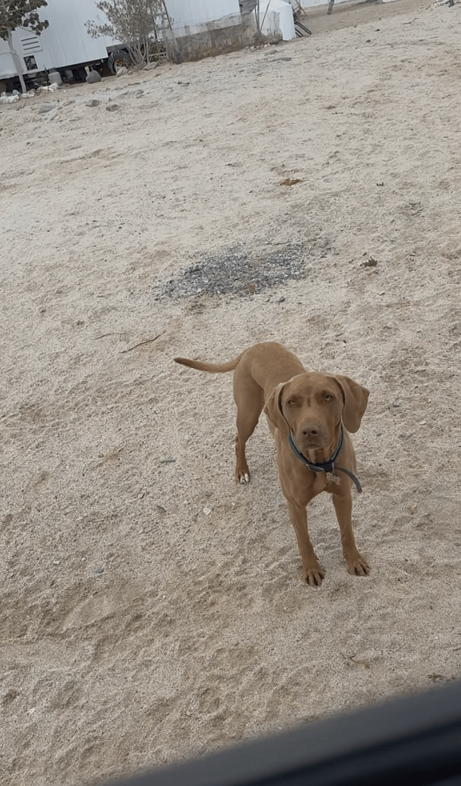 Emotional Goodbye: Dog Owner Bids Farewell to Baja's Beloved Stray Dogs