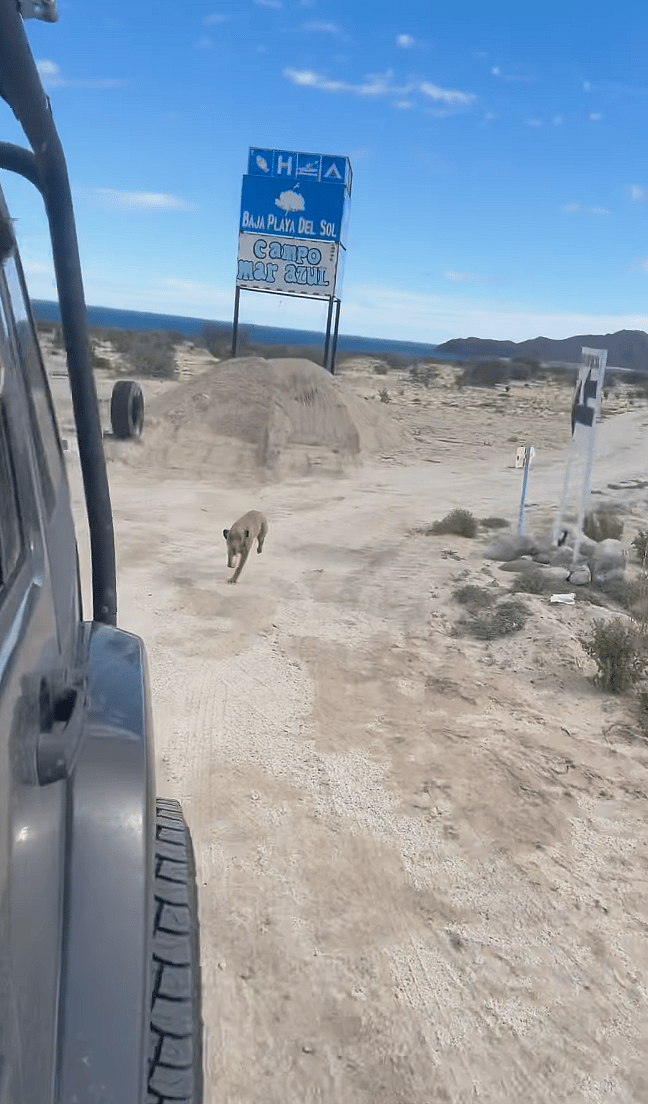 Emotional Goodbye: Dog Owner Bids Farewell to Baja's Beloved Stray Dogs