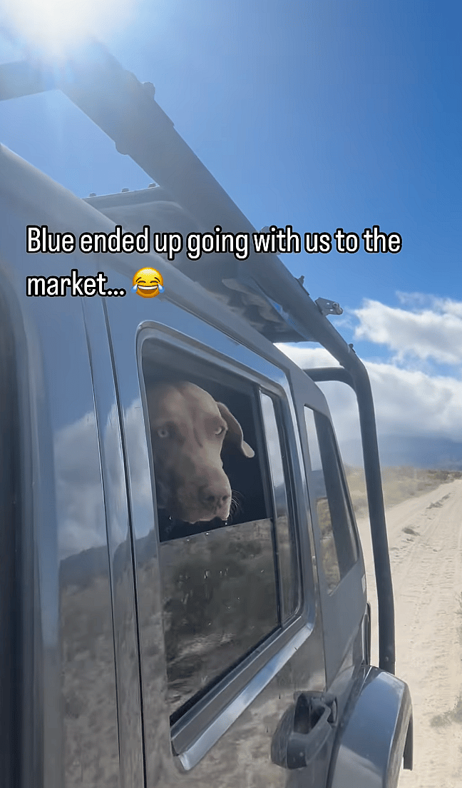 Emotional Goodbye: Dog Owner Bids Farewell to Baja's Beloved Stray Dogs