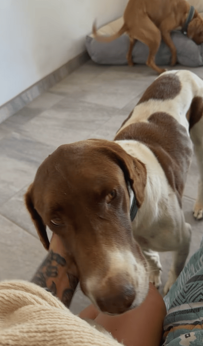 Emotional Goodbye: Dog Owner Bids Farewell to Baja's Beloved Stray Dogs