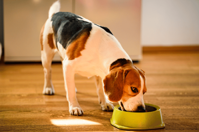 Dog eating food