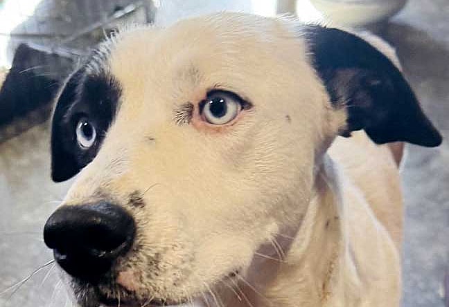 BLUE EYED KAYE AMAZING GIRL