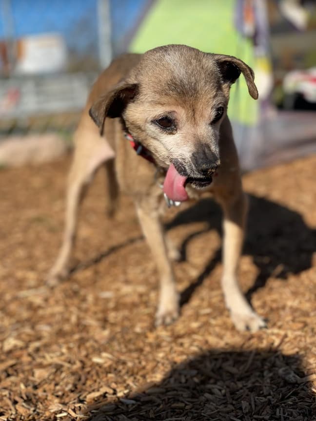 Senior Dog Abandoned At Shelter
