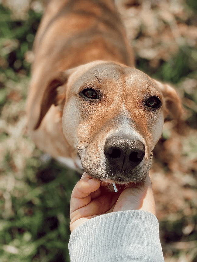 Dog hit by a car and left for dead is recovering