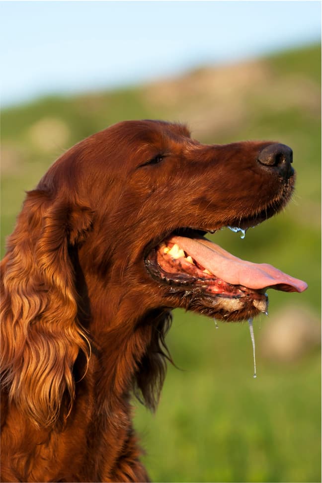 Red Dog Names