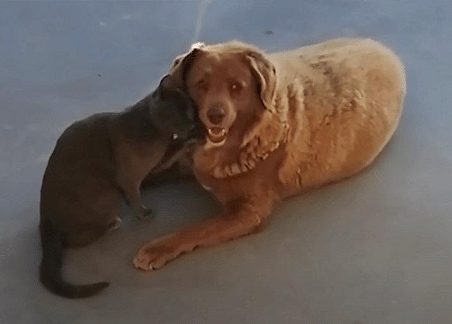 Oldest Dog in History