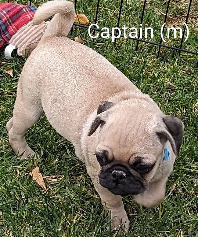 Captain