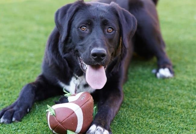 Mela - Labrador Retriever