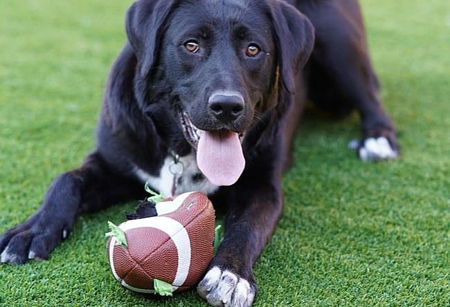Mela - Labrador Retriever